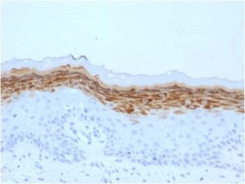 Filaggrin (Keratinocyte Differentiation Marker) (FLG/1561), CF488A conjugate, 0.1mg/mL