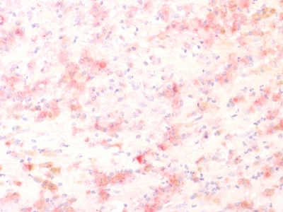 BNUB1564-0 BNUB1564 0- Immunomart