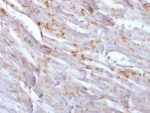 N-Cadherin / Cadherin-2 / CD325 (NCAD) (CDH2/1573), CF740 conjugate, 0.1mg/mL