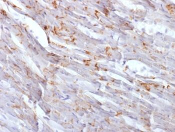 N-Cadherin / Cadherin-2 / CD325 (NCAD) (CDH2/1573), CF740 conjugate, 0.1mg/mL