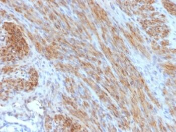 Desmin (Muscle Cell Marker) (DES/1711), CF740 conjugate, 0.1mg/mL