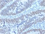 CDX2 / Caudal Type Homeobox 2 (GI Epithelial Marker) (PCRP-CDX2-1A3), CF640R conjugate, 0.1mg/mL