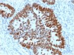 p53 Tumor Suppressor Protein (PCRP-TP53-2A10), CF488A conjugate, 0.1mg/mL