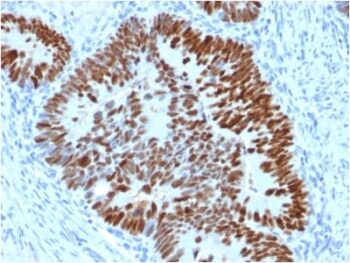 p53 Tumor Suppressor Protein (PCRP-TP53-2A10), CF488A conjugate, 0.1mg/mL