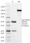 SOX9 / SRY-box 9 (PCRP-SOX9-1E5), CF594 conjugate, 0.1mg/mL