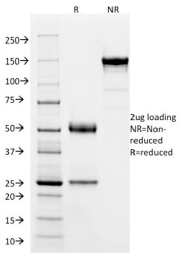 SOX9 / SRY-box 9 (PCRP-SOX9-1E5), CF594 conjugate, 0.1mg/mL