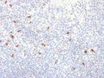 Human IgG4 (Ig Heavy Constant Gamma 4) (G4m Marker) (IGHG4/2042R), CF594 conjugate, 0.1mg/mL