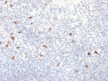 Human IgG4 (Ig Heavy Constant Gamma 4) (G4m Marker) (IGHG4/2042R), CF594 conjugate, 0.1mg/mL
