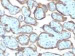 TIMP2 (Tissue Inhibitor of Metalloproteinase 2) (TIMP2/2044), CF594 conjugate, 0.1mg/mL