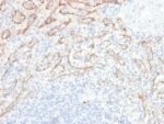 TNFS15 / VEGI (Vascular Endothelial Growth Inhibitor) (VEGI/2052R), CF594 conjugate, 0.1mg/mL