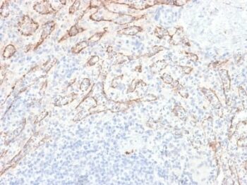 TNFS15 / VEGI (Vascular Endothelial Growth Inhibitor) (VEGI/2052R), CF594 conjugate, 0.1mg/mL