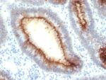 Carcinoembryonic Antigen (CEA) / CD66 (rC66/1009), CF405S conjugate, 0.1mg/mL