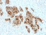 Carcinoembryonic Antigen (CEA) / CD66 (C66/2055R), CF647 conjugate, 0.1mg/mL