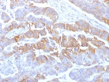 E-Cadherin (CDH1) / CD324 (Intercellular Junction Marker) (rCDH1/1525), CF640R conjugate, 0.1mg/mL