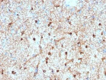 GFAP (Astrocyte & Neural Stem Cell Marker) (GFAP/2076), CF568 conjugate, 0.1mg/mL