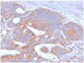 CD86 (Dendritic Cells Maturation Marker) (rC86/1146), 0.2mg/mL