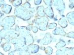 Superoxide Dismutase 1 (SOD1) (Antioxidant Enzyme) (SOD1/2089), CF568 conjugate, 0.1mg/mL 1 BNUB2089