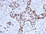 p53 Tumor Suppressor Protein (rTP53/1739), CF740 conjugate, 0.1mg/mL