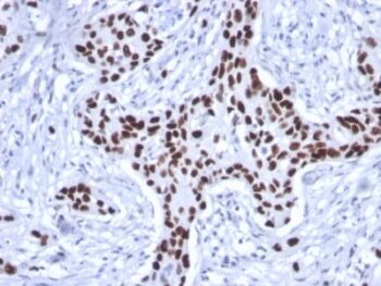 p53 Tumor Suppressor Protein (rTP53/1739), CF740 conjugate, 0.1mg/mL