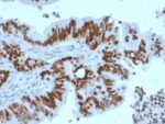 p53 Tumor Suppressor Protein (TP53/2092R), CF594 conjugate, 0.1mg/mL