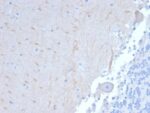 ATG5 (Autophagy Marker) (ATG5/2101), 1mg/mL