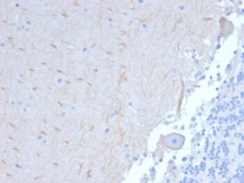 ATG5 (Autophagy Marker) (ATG5/2101), 1mg/mL