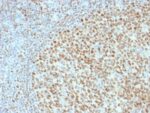 OCT-2 (POU2F2) (B-Cell Marker) (OCT2/2136), CF405S conjugate, 0.1mg/mL 1 BNUB2136
