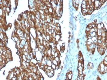 TACSTD2 / TROP2 (Epithelial Marker) (TACSTD2/2151), CF740 conjugate, 0.1mg/mL