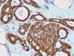 Catenin, beta (CTNNB1) (rCTNNB1/2173), CF405S conjugate, 0.1mg/mL
