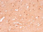 PGP9.5 / UchL1 (pan-Neuronal Marker) (rUCHL1/775), CF488A conjugate, 0.1mg/mL