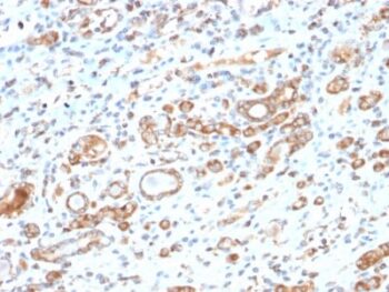 HSP60 (Heat Shock Protein 60) (Mitochondrial Marker) (HSPD1/2206R), 0.2mg/mL