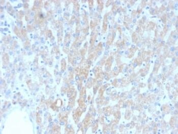 HSP60 (Heat Shock Protein 60) (Mitochondrial Marker) (rGROEL/780), CF647 conjugate, 0.1mg/mL