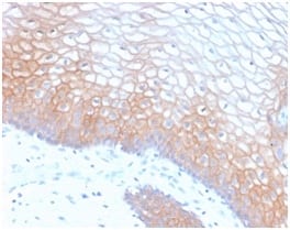 E-Cadherin (CDH1) / CD324 (Intercellular Junction Marker) (CDH1/2208R), CF568 conjugate, 0.1mg/mL