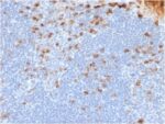 Human Kappa Light Chain (B-Cell Marker) (rL1C1), Biotin conjugate, 0.1mg/mL