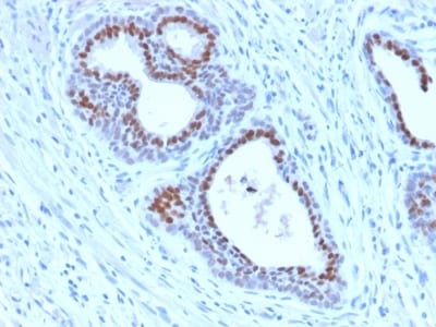 BNUB2230 BNUB2230- Immunomart