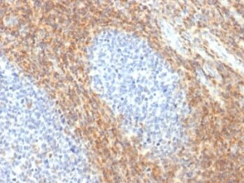 CD52 (Epididymis-Specific Protein 5) (CD52/2276R), CF488A conjugate, 0.1mg/mL
