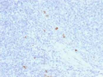 Human IgG4 (Ig Heavy Constant Gamma 4) (G4m Marker) (rIGHG4/1345), CF405S conjugate, 0.1mg/mL
