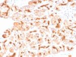 CFTR (Cystic Fibrosis Transmembrane Conductance Regulator) (CFTR/2290R), CF405S conjugate, 0.1mg/mL