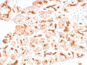 CFTR (Cystic Fibrosis Transmembrane Conductance Regulator) (CFTR/2290R), CF405S conjugate, 0.1mg/mL