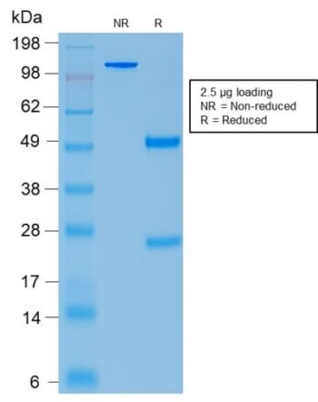 ACTH (Adrenocorticotrophic Hormone) (Pituitary Marker) (rCLIP/1407), CF488A conjugate, 0.1mg/mL