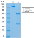 MUC18 / CD146 / MCAM (Melanoma Cell Adhesion Molecule) (rMUC18/1130), CF568 conjugate, 0.1mg/mL 1 BNUB2302