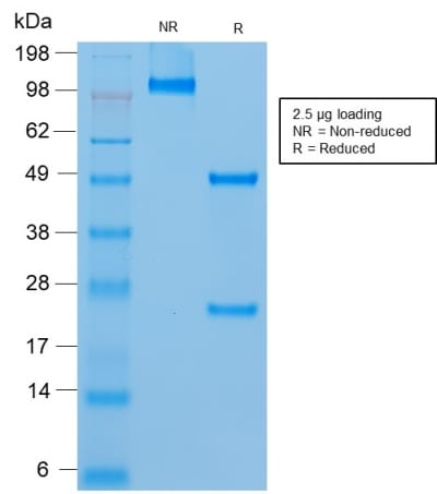 BNUB2302 BNUB2302- Immunomart