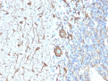 Neurofilament (NF-H) (Neuronal Marker) (NEFL.H/2324R), CF568 conjugate, 0.1mg/mL