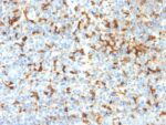 Tyrosinase-Related Protein-1 (TYRP-1) (Melanoma Marker) (TYRP1/2340R), CF405S conjugate, 0.1mg/mL