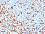 AIF1 / Iba1 (Microglia Marker) (rAIF1/1909), CF488A conjugate, 0.1mg/mL