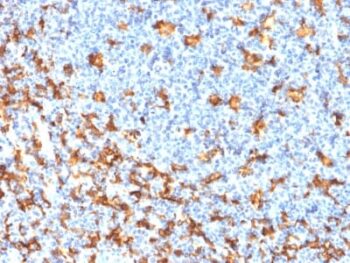 AIF1 / Iba1 (Microglia Marker) (rAIF1/1909), CF488A conjugate, 0.1mg/mL