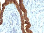 Ep-CAM / CD326 (Epithelial Marker) (rEGP40/1110), CF568 conjugate, 0.1mg/mL