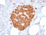 GPN1 / XAB1 (DNA Repair & Protein Synthesis) (GPN1/2350), CF488A conjugate, 0.1mg/mL