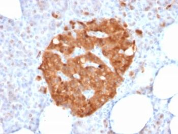 GPN1 / XAB1 (DNA Repair & Protein Synthesis) (GPN1/2350), CF488A conjugate, 0.1mg/mL