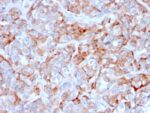 CD269 / TNFRSF17 / BCMA (B-Cell Maturation Protein) (BCMA/2366), 0.2mg/mL